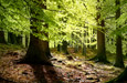 Lushwood Ecology | Click for Details